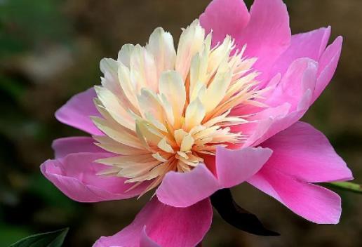 芍藥花長什么樣子?芍藥花多少錢一支 芍藥花長什么樣子?芍藥花多少錢一支