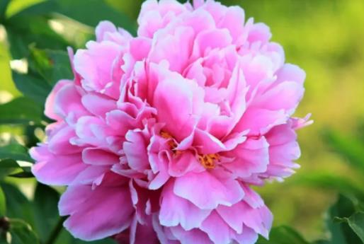 ��ʲô���ﲻ���B��ˎ������ˎ����ô�廨ƿ