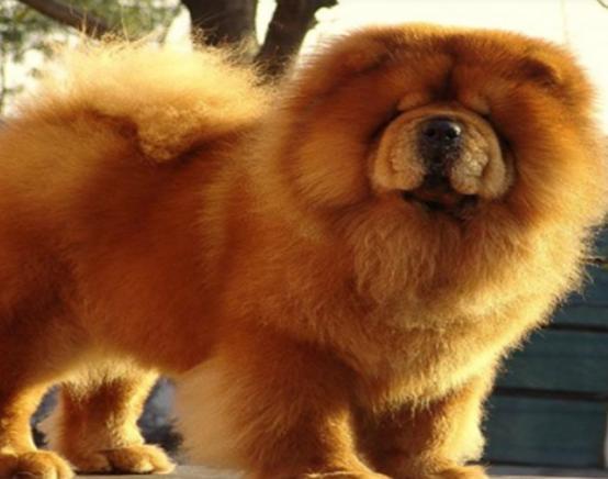 ʮ�����Ҍ��Ĺ����������ɪ{Ȯ׌���̿��������K���m����Ȯ��������