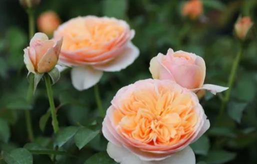 �����~õ���ʲô��ô�F���B�����~õ����Щ��Ҫע���