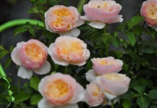 �����~õ���ʲô��ô�F���B�����~õ����Щ��Ҫע���