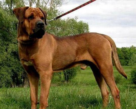 ����ʮ����B��Ȯ���а�������Ȯ�ǳ��������ձ�����ϲ�g��