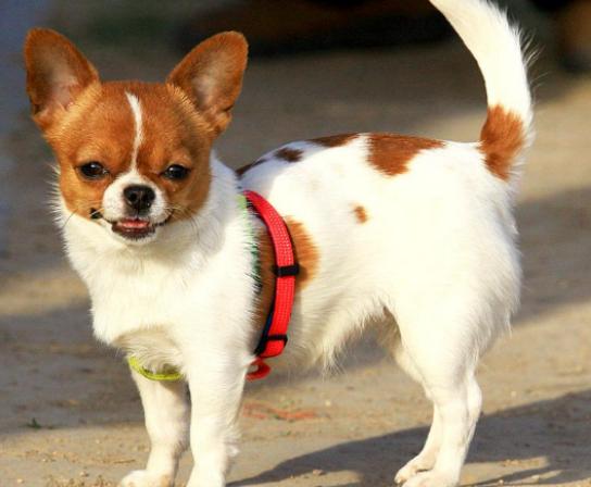 ʮ���혵�Ȯ���а�����ëȮ������ȇ}��������ϲ�gճ����