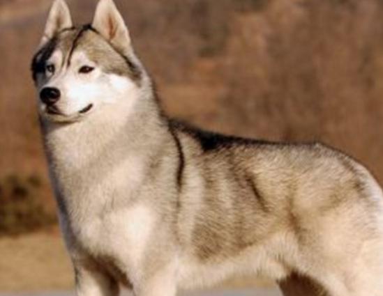 ʮ���혵�Ȯ���а�����ëȮ������ȇ}��������ϲ�gճ����