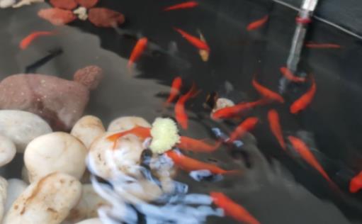 魚缸水發白對魚有影響嗎?養魚水發白了怎么回事 魚缸水發白對魚有影響嗎?養魚水發白了怎么回事