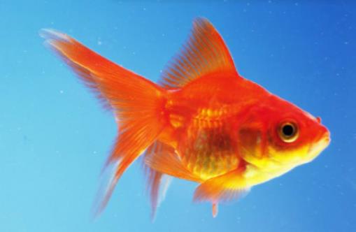 金魚餓半個月會死嗎?喂金魚怎么喂養量合適 金魚餓半個月會死嗎?喂金魚怎么喂養量合適