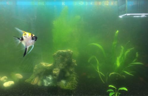 金魚餓了會(huì)吃同類嗎?金魚知道自己吃飽了嗎 金魚餓了會(huì)吃同類嗎?金魚知道自己吃飽了嗎