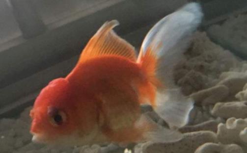 金龍魚需要每天喂食嗎?金龍魚能吃活蝦嗎 金龍魚需要每天喂食嗎?金龍魚能吃活蝦嗎