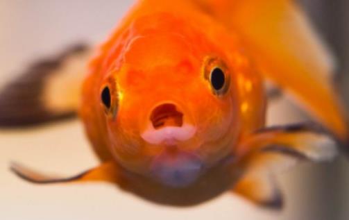 品種不同的金魚能否混養?自來水怎么處理才可以養魚 品種不同的金魚能否混養?自來水怎么處理才可以養魚