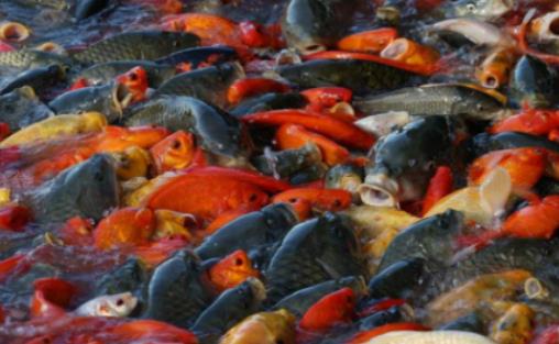 魚缸加熱棒漏電對魚有傷害嗎?自來水養魚要放幾天 魚缸加熱棒漏電對魚有傷害嗎?自來水養魚要放幾天