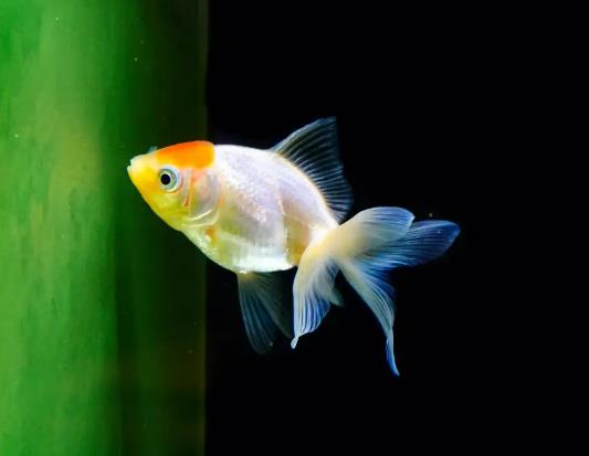 魚(yú)缸水藻泛濫怎么辦?魚(yú)缸水灰蒙蒙的是怎么挽救 魚(yú)缸水藻泛濫怎么辦?魚(yú)缸水灰蒙蒙的是怎么挽救