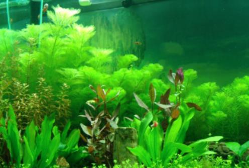 剛出生的小魚幾天可以喂食?買魚缸需要看風水嗎 剛出生的小魚幾天可以喂食?買魚缸需要看風水嗎