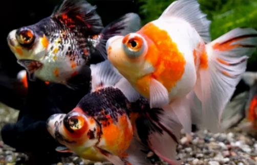 養魚不過水會不會全死?新手養魚要買些什么 養魚不過水會不會全死?新手養魚要買些什么