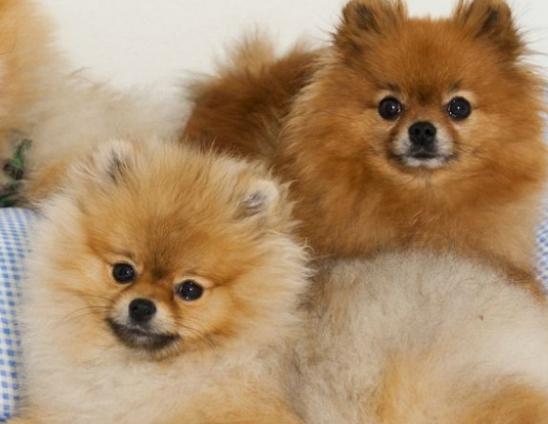 ʮ�󹷹��ֵ���а񣬲���Ȯ�ֵ�ߺ�ӑϲ����ʩȮ�L����ű�����