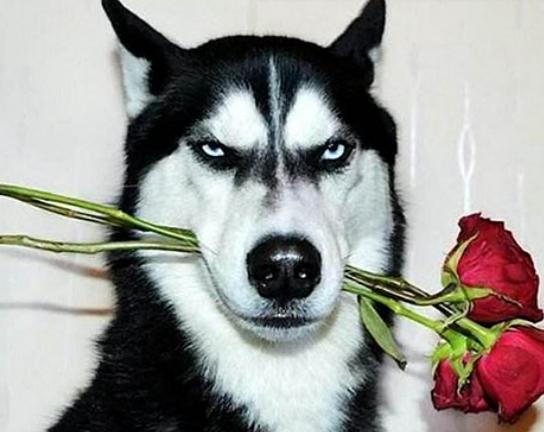 ����ʮ�����ܚgӭ�������؈���҇����������������đС