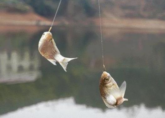 米飯釣魚怎么加工米飯?為什么釣來的魚容易死 米飯釣魚怎么加工米飯?為什么釣來的魚容易死