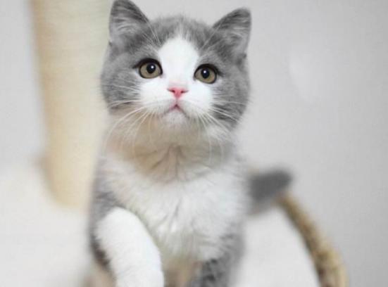 ����ʮ���Ȍ�������Ӣ����ë؈����ɐۡ��_ĦҮ���F�����ǂ�����