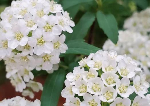 小手球花又叫什么?小手球花有毒嗎 小手球花又叫什么?小手球花有毒嗎