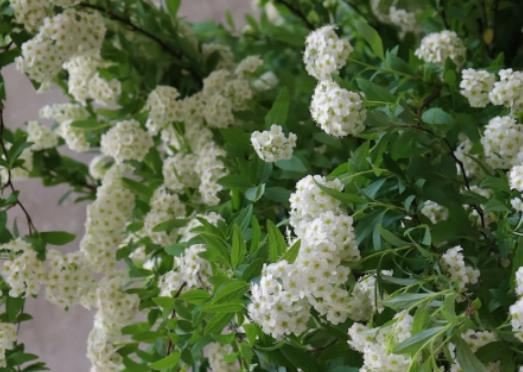 小手球花又叫什么?小手球花有毒嗎 小手球花又叫什么?小手球花有毒嗎