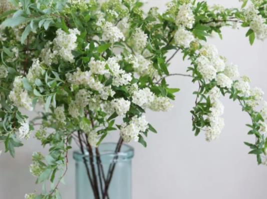 小手球花語是什么?小手球掉花苞怎么辦 小手球花語是什么?小手球掉花苞怎么辦