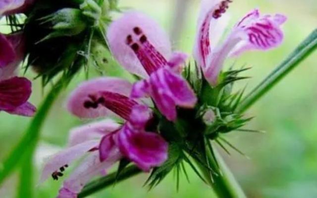 ����ĸ���ϻ��� ��ĸ���½�ǰ�Ȇ�