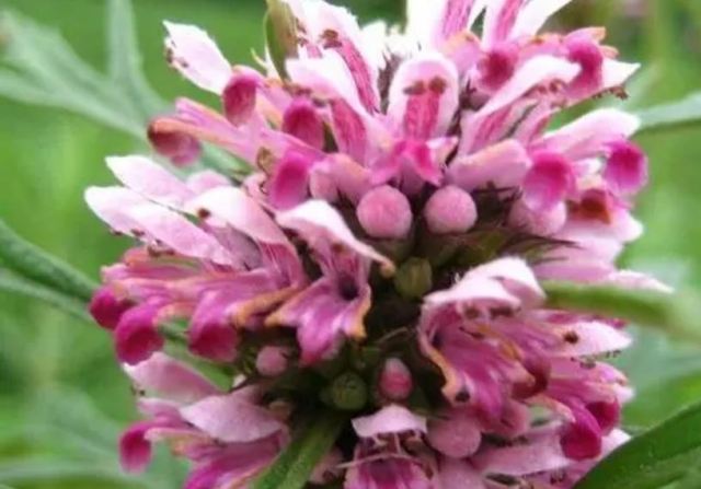 吃益母草上火嗎 益母草月經前喝嗎 吃益母草上火嗎 益母草月經前喝嗎