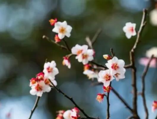 2024��o������ʲô���M��2024���ǟo�����