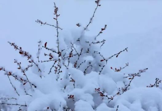 2024��12�·��Ͼ�ɽɽ픚�ض��٣�2023��12���Ͼ�ɽ����ѩ��