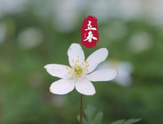 �����ڎ׾��@һ�죿2024�����ǔ�(sh��)�ŵ���һ��