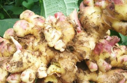 生姜敷膝蓋熱得受不了怎么辦?生姜敷膝蓋過后疼是什么原因 生姜敷膝蓋熱得受不了怎么辦?生姜敷膝蓋過后疼是什么原因