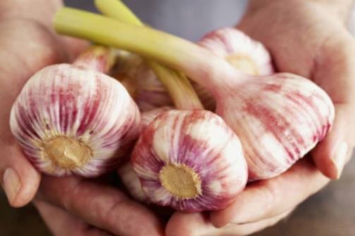 大蒜打什么藥長得快?給大蒜蓋草木灰的好處是什么 大蒜打什么藥長得快?給大蒜蓋草木灰的好處是什么