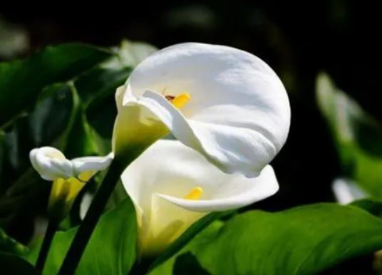 �R��ɏ�m���҃��B�᣿�Լ��B��ɫ�R��ɏ������ô�^��