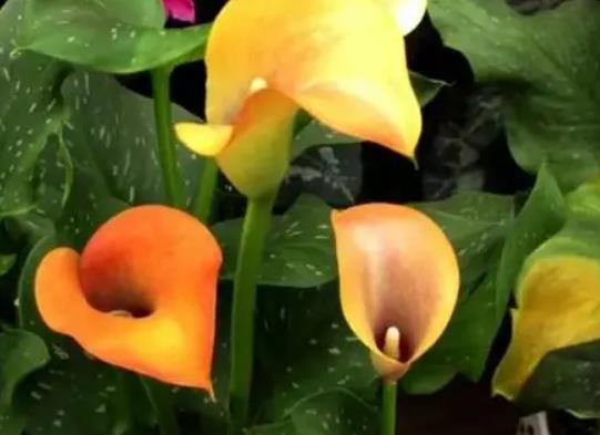 馬蹄蓮葉子發黃是啥原因?馬蹄蓮怎么養護易成活 馬蹄蓮葉子發黃是啥原因?馬蹄蓮怎么養護易成活