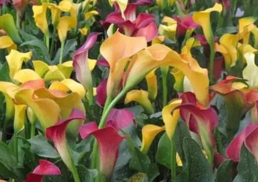 馬蹄蓮葉子發黃是啥原因?馬蹄蓮怎么養護易成活 馬蹄蓮葉子發黃是啥原因?馬蹄蓮怎么養護易成活