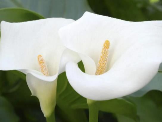 養(yǎng)馬蹄蓮哪些是要注意的?馬蹄蓮葉子發(fā)黃該怎么補救 養(yǎng)馬蹄蓮哪些是要注意的?馬蹄蓮葉子發(fā)黃該怎么補救