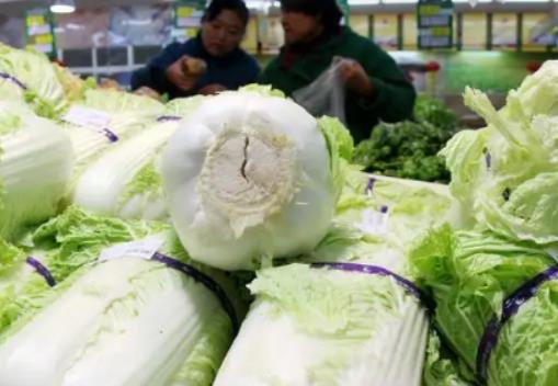 夏種大白菜為啥不包心?霜降前后能種大白菜嗎 夏種大白菜為啥不包心?霜降前后能種大白菜嗎