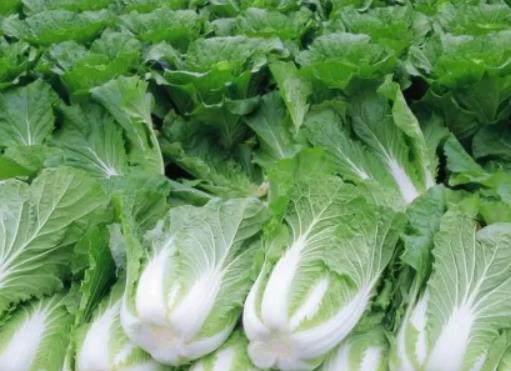 大白菜不包心是種子質量不行嗎?霜降之后大白菜怎么樣管理 大白菜不包心是種子質量不行嗎?霜降之后大白菜怎么樣管理