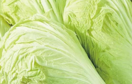 對(duì)白菜噴黑醋還是白醋?白菜噴醋可以驅(qū)蟲(chóng)是真的嗎 對(duì)白菜噴黑醋還是白醋?白菜噴醋可以驅(qū)蟲(chóng)是真的嗎