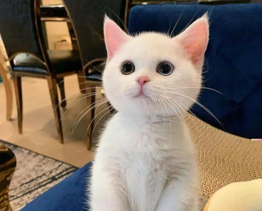 �ɂ�؈ɰ����Է���һ������؈��С؈��ʲô��׌�˿�