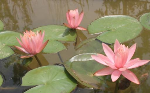 睡蓮根太大怎么修剪?睡蓮葉子出水為啥都干了 睡蓮根太大怎么修剪?睡蓮葉子出水為啥都干了