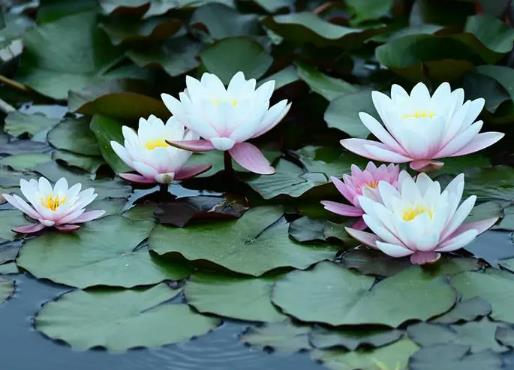 睡蓮根太大怎么修剪?睡蓮葉子出水為啥都干了 睡蓮根太大怎么修剪?睡蓮葉子出水為啥都干了