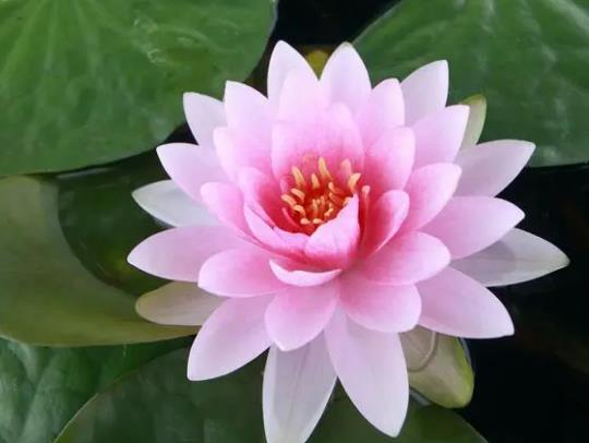 睡蓮根能全部沒在水中嗎?睡蓮葉子出水就干怎么辦 睡蓮根能全部沒在水中嗎?睡蓮葉子出水就干怎么辦