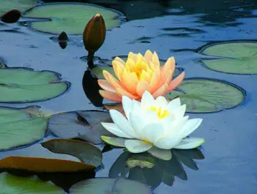 睡蓮根能全部沒在水中嗎?睡蓮葉子出水就干怎么辦 睡蓮根能全部沒在水中嗎?睡蓮葉子出水就干怎么辦
