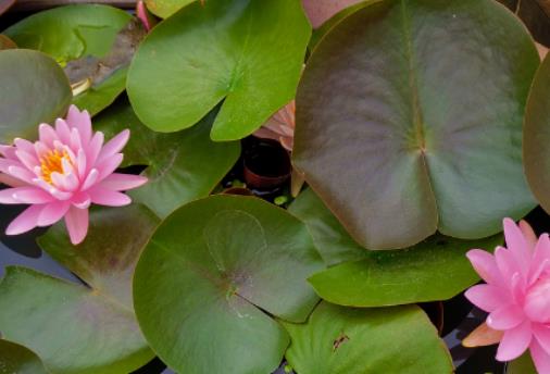 睡蓮一般是幾月孕蕾?什么時候種荷花好 睡蓮一般是幾月孕蕾?什么時候種荷花好