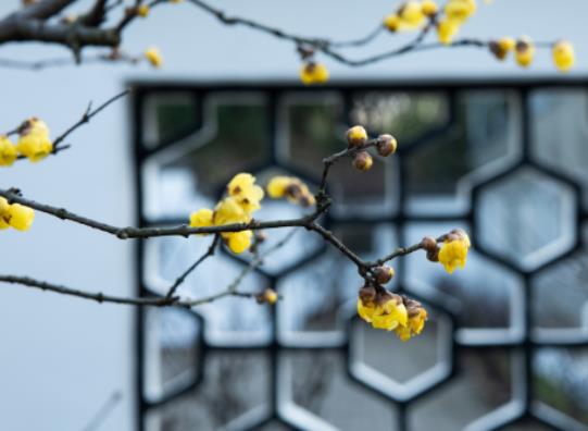 2024年打春是幾九?2024年打春躲春的四個(gè)屬相 2024年打春是幾九?2024年打春躲春的四個(gè)屬相