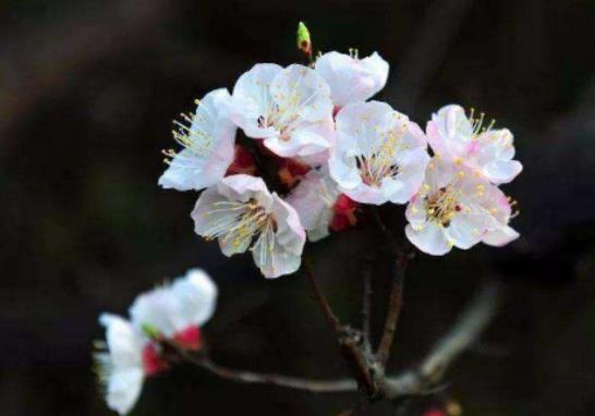 ����ʲô�f����2024����ǰ���߀������