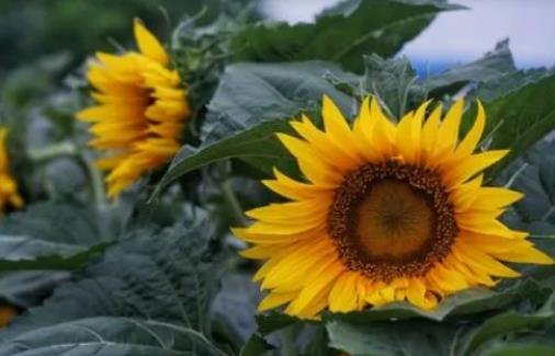 5月份去北京注意什么?北京什么時候進入夏天 5月份去北京注意什么?北京什么時候進入夏天