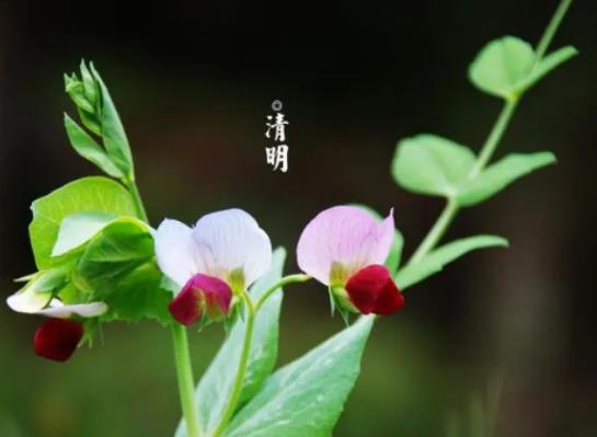 ��������ʲô�����F���������ͺ�ʳ����һ����