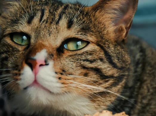 ؈��ҧ�Gֲ��ô�k��؈ë�^��������������ô̎��