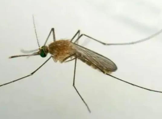 ���������а�ɫ�Ė|����ʲô��������ˮ���x�ݶ������